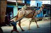 India23