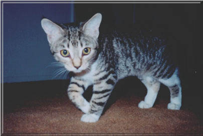 cats11
